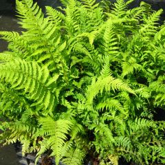 Polystichum setiferum Dahlem - Zachte naaldvaren