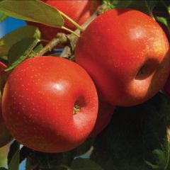 Appelboom Ariane