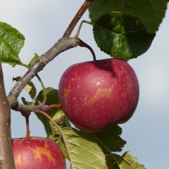 Appelboom Choupette