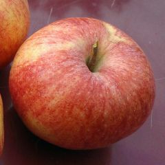 Appelboom Reine des Reinettes