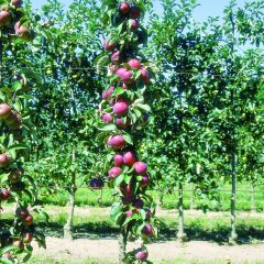 Zuilvormige appelboom Villandry Georges Delbard
