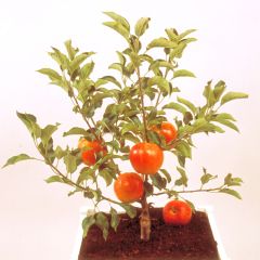 Dwergappelboom Garden Sun Red