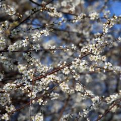 Prunus spinosa - Sleedoorn