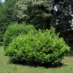 Prunus laurocerasus Etna - Laurierkers
