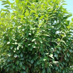 Prunus laurocerasus Novita - Laurierkers