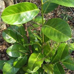 Prunus laurocerasus Rotundifolia - Laurierkers