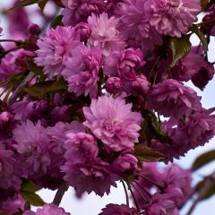 Prunus serrulata Kiku Shidare Zakura - Japanse sierkers