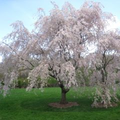 Prunus subhirtella Pendula Rubra - Winterbloeiende kers