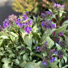 Pulmonaria Diane Clare - Longkruid