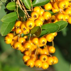 Pyracantha Soleil d'or - Vuurdoorn