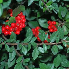 Pyracantha coccinea Red Column - Vuurdoorn