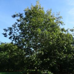 Quercus coccinea Splendens - Scharlaken-eik