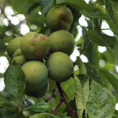 Pruim Groene Reine Claude