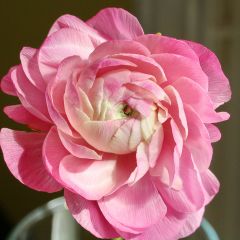 Ranunculus asiaticus Roze - Perzische ranonkel