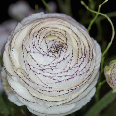 Ranunculus asiaticus Wit Roze Bicolor - Perzische ranonkel