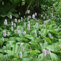 Persicaria bistorta Superba - Adderwortel