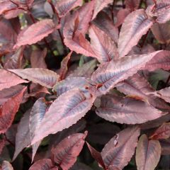 Persicaria microcephala Red Dragon - Duizendknoop