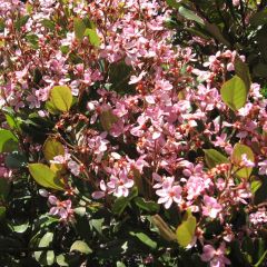 Rhaphiolepis Spring Time - Indische haagdoorn