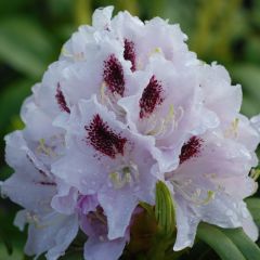 Rhododendron Calsap - Grootbloemige rododendron