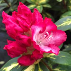 Rhododendron Président Roosevelt - Grootbloemige rododendron