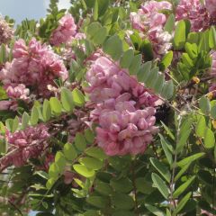 Robinia hispida Rosea - Rode regen