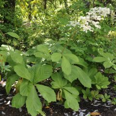 Rodgersia pinnata - Schout-bij-nacht
