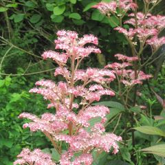 Rodgersia pinnata Chocolate Wings - Schout-bij-nacht