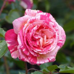 Rosa Broceliande - Grootbloemige roos