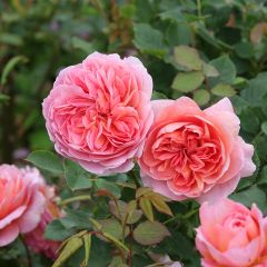 Rosa Boscobel - David Austinroos