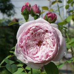 Rosa Spirit of Freedom - David Austinroos