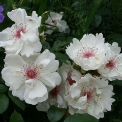 Rosa Jacqueline du Pré - Grootbloemige roos