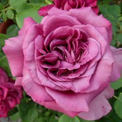 Rosa Claude Brasseur - Grootbloemige roos