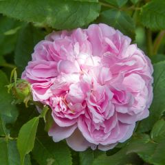 Rosa Jacques Cartier - Historische roos