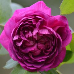 Rosa Reine des Violettes - Historische roos