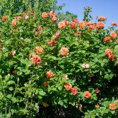 Rosa Aloha - Doorbloeiende Klimroos