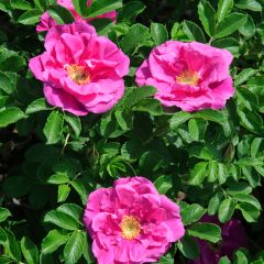 Rosa Roseraie de l'Haÿ - Hondsroos