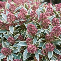 Skimmia japonica Magic Marlot - Japanse skimmia