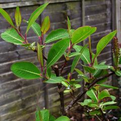 Salix magnifica - Chinese grootbladige wilg