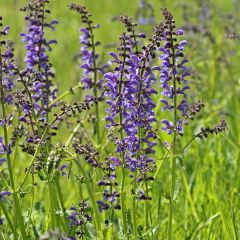 Salvia pratensis - Veldsalie