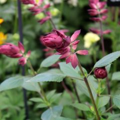 Salvia Love and Wishes - Struiksalie