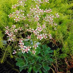 Saxifraga cotyledon Southside Seedling - Steenbreek