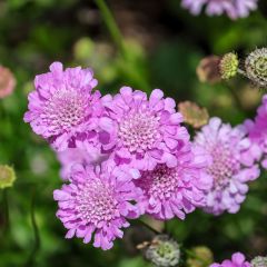 Scabiosa columbaria Pink Mist - Duifkruid