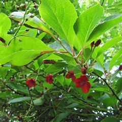 Vijfsmakenbes - Schisandra chinensis