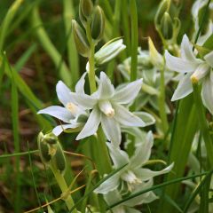Scilla siberica Alba - Oosterse sterhyacint