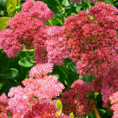 Sedum Herbstfreude - Hemelsleutel