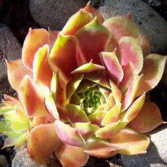 Sempervivum Commander Hay - Huislook