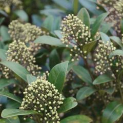Skimmia japonica Kew Green - Japanse skimmia