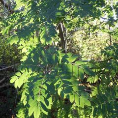 Sorbus aucuparia - Wilde lijsterbes