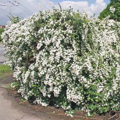 Spiraea vanhouttei - Spierstruik