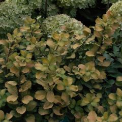 Spiraea betulifolia Tor Gold - Spierstruik